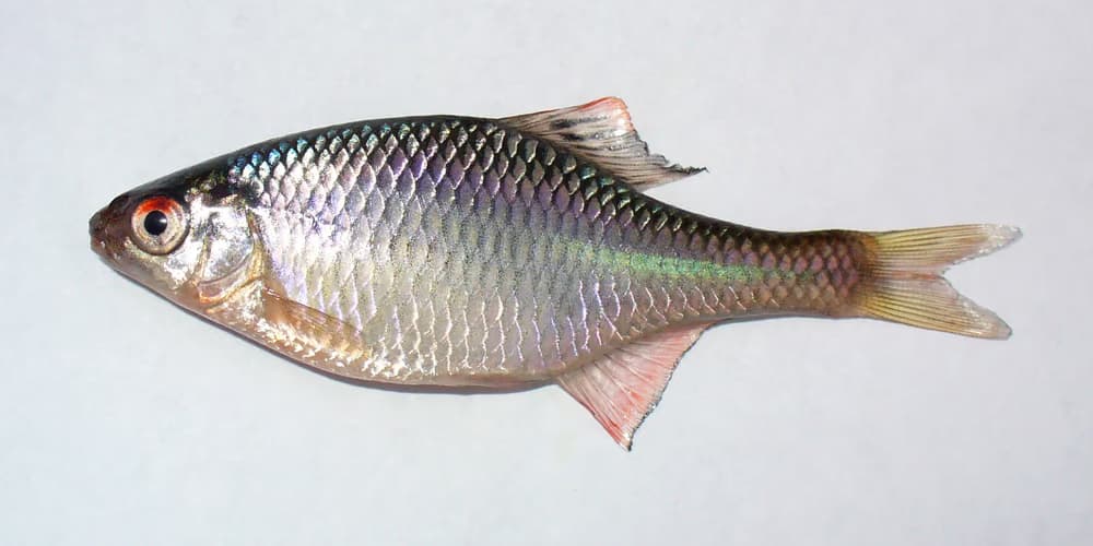 Różanka